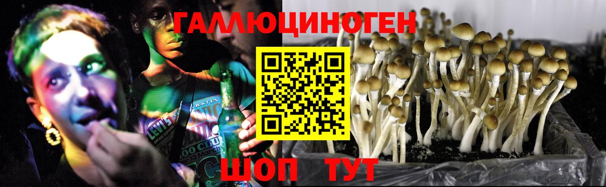Галлюциногенные грибы Psilocybine cubensis Сочи